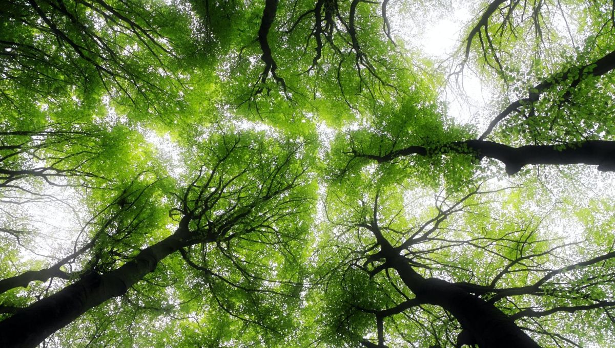 Mieux comprendre la crise écologique pour un monde plus durable