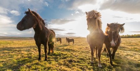 equitation_photo.jpeg