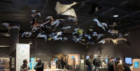 Exposition : « Migrations du vivant », les mouvements des êtres sur Terre