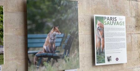 Exposition “Paris Sauvage” : la biodiversité discrète de la capitale