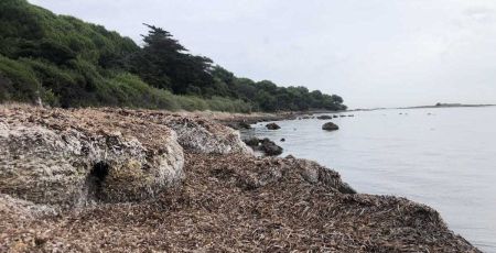 Faire connaître la posidonie pour protéger les plages méditerranéennes