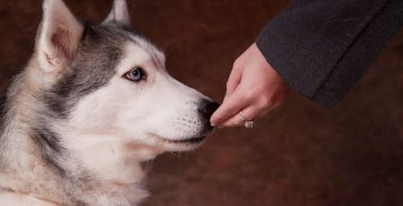 Les chiens détecteraient les crises d’épilepsie grâce à leur odorat