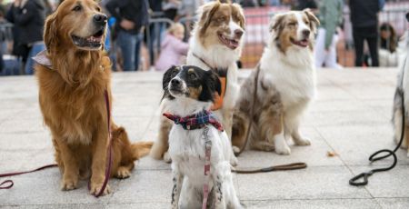Fête des Animaux : un événement engagé pour le bien-être animal à Lyon
