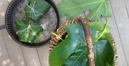 Cueillette de feuilles de figuier et pliage du chèvre frais