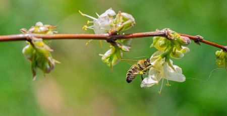 abeille sur chèvrefeuille