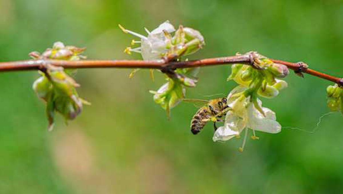 abeille sur chèvrefeuille