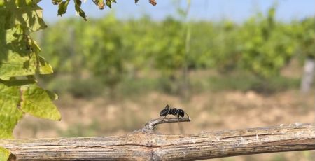 Des fourmi en symbiose avec une vigne en Corse