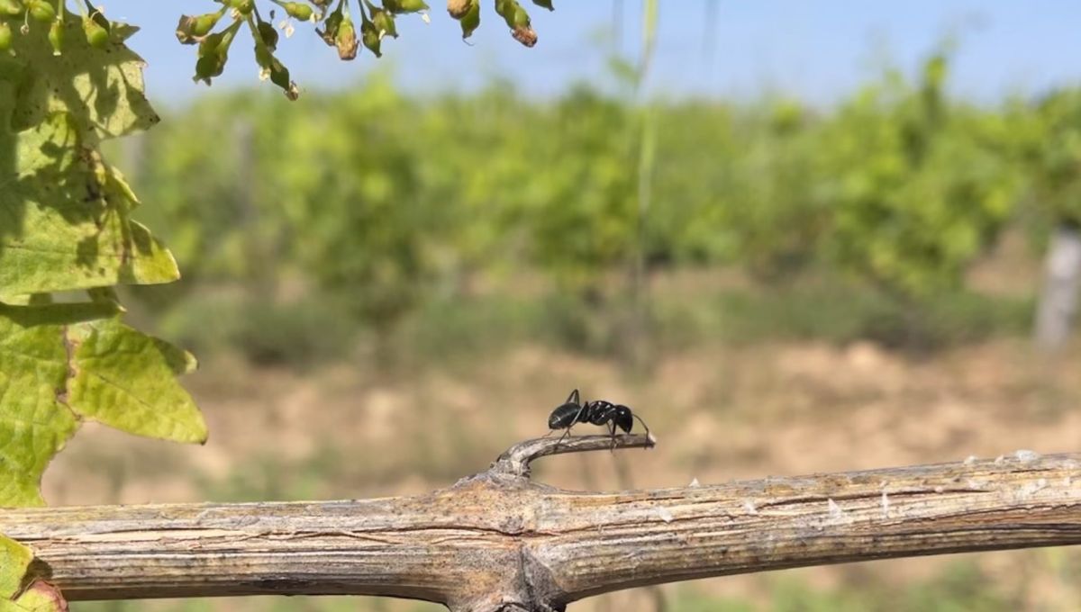 Des fourmi en symbiose avec une vigne en Corse