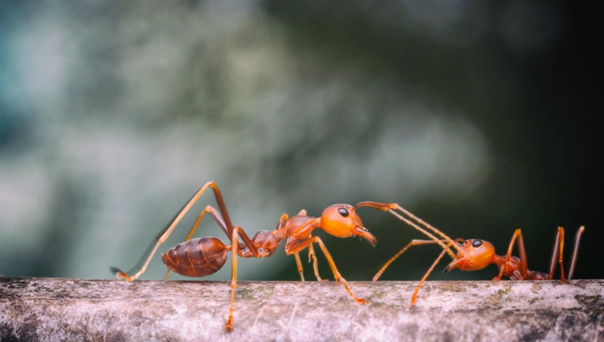 fourmis