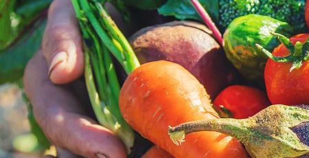 legumes du potager