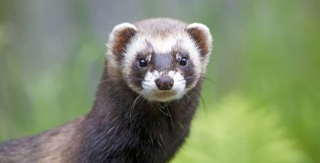 furet.jpeg