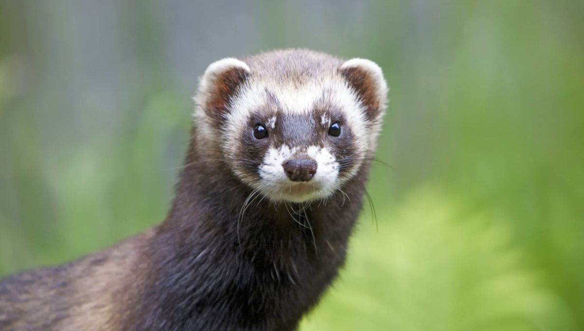 furet.jpeg