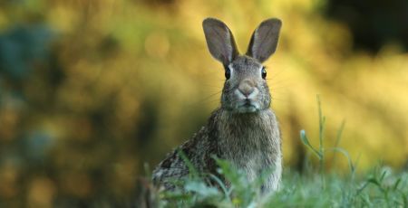 Un lapin dans la nature