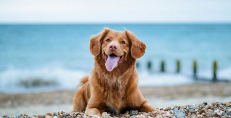 Sophie a créé un site pour faciliter les vacances avec nos chiens
