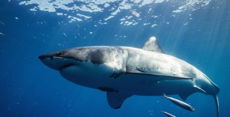 Bonne nouvelle : un requin blanc observée près de Port-Cros