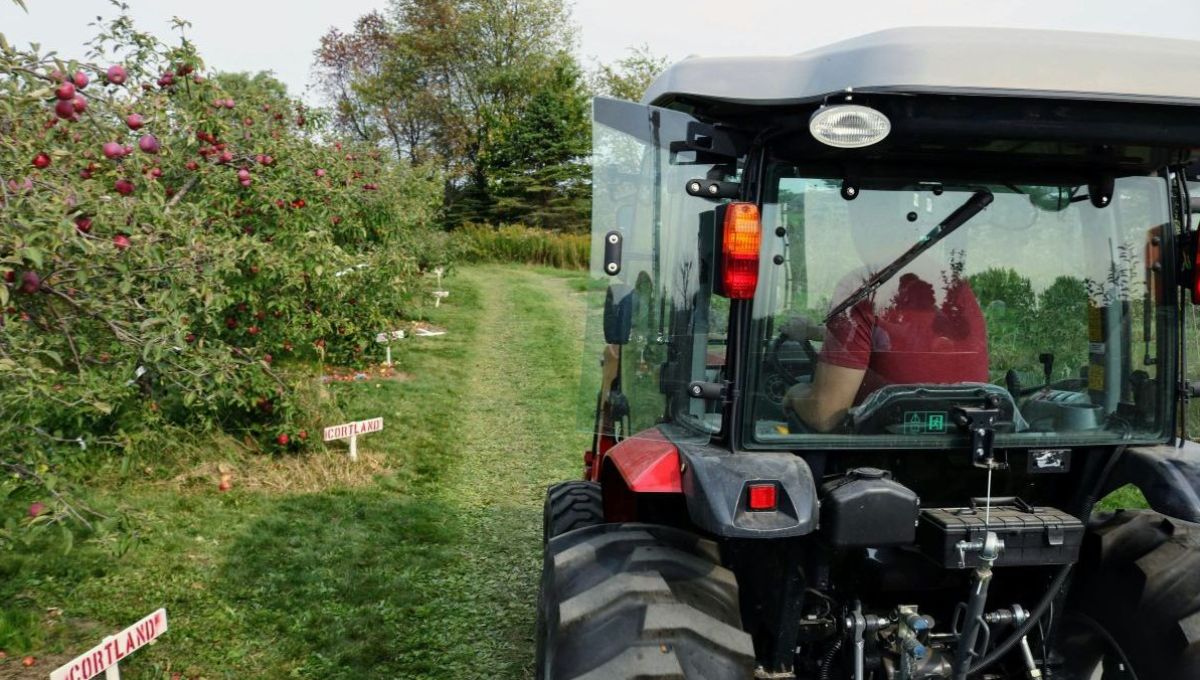 Un tracteur rouge circule dans un champ à côté d'un verger