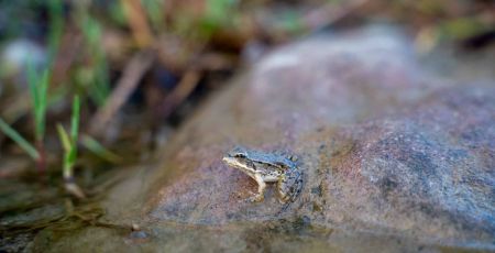 grenouille dans une rivière