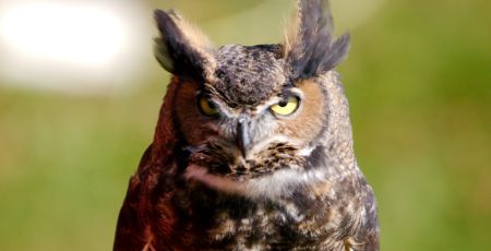 Gros plan d'un grand duc qui regarde bien en face avec ses yeux jaune.