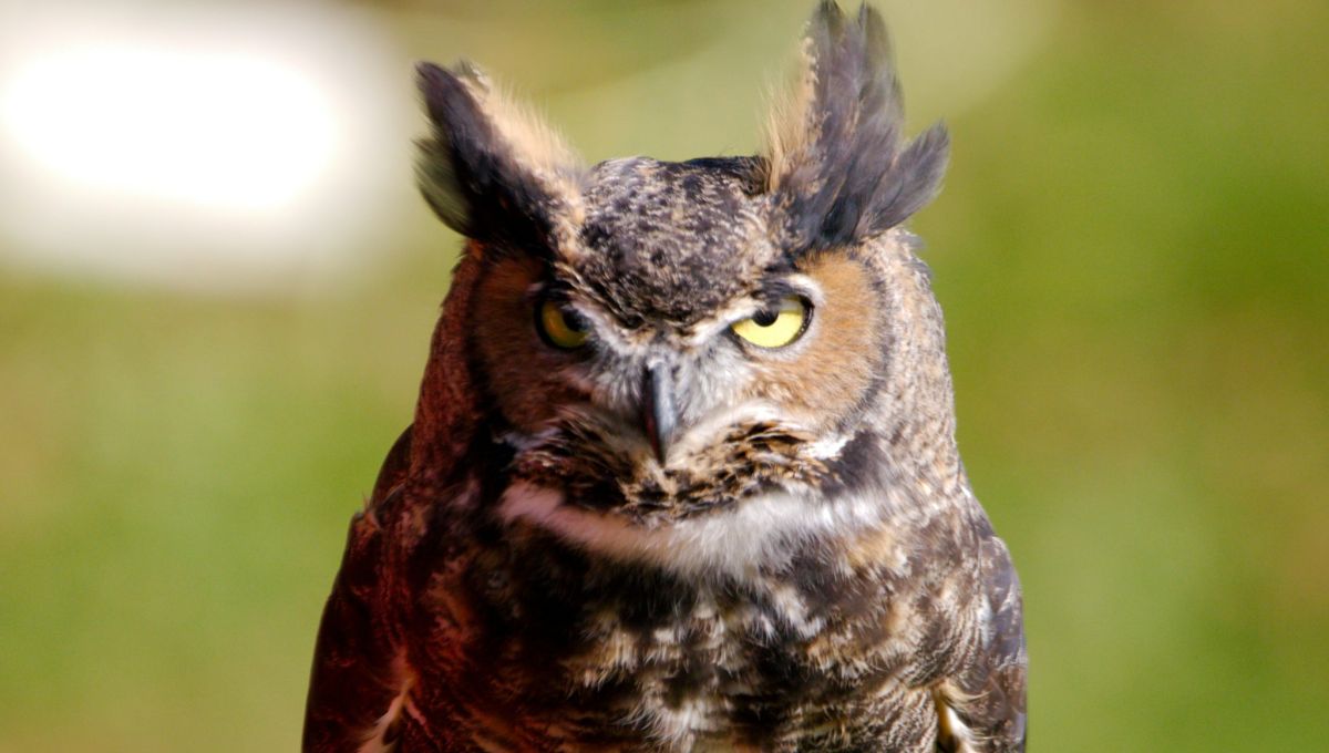Gros plan d'un grand duc qui regarde bien en face avec ses yeux jaune.