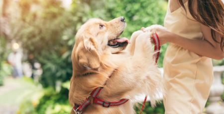 Golden Retriever trop content, qui donne les pattes à une dame