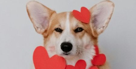 Corgi heureux avec des petits coeurs collés sur lui