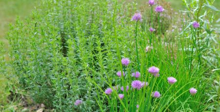 herbes aromatiques dans jardin