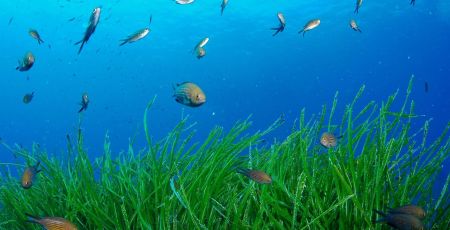 Marseille : un champ de posidonie planté dans la baie du Prado