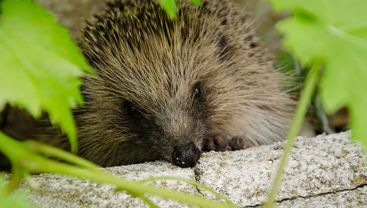 herisson protection animale trouver un hérisson