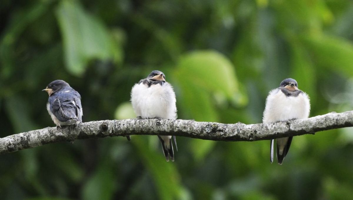 Des hirondelles sur une branches