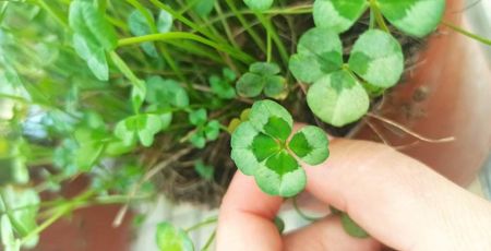 Histoire de vie : Père et fille cultivent des trèfles à 4 feuilles depuis 1998.