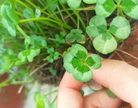 Histoire de vie : Père et fille cultivent des trèfles à 4 feuilles depuis 1998.