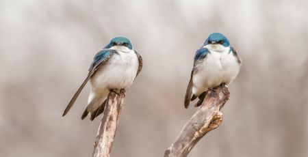 Oiseaux sur branche.