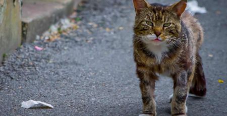 Lyon : Des Chatipis pour protéger les chats errants