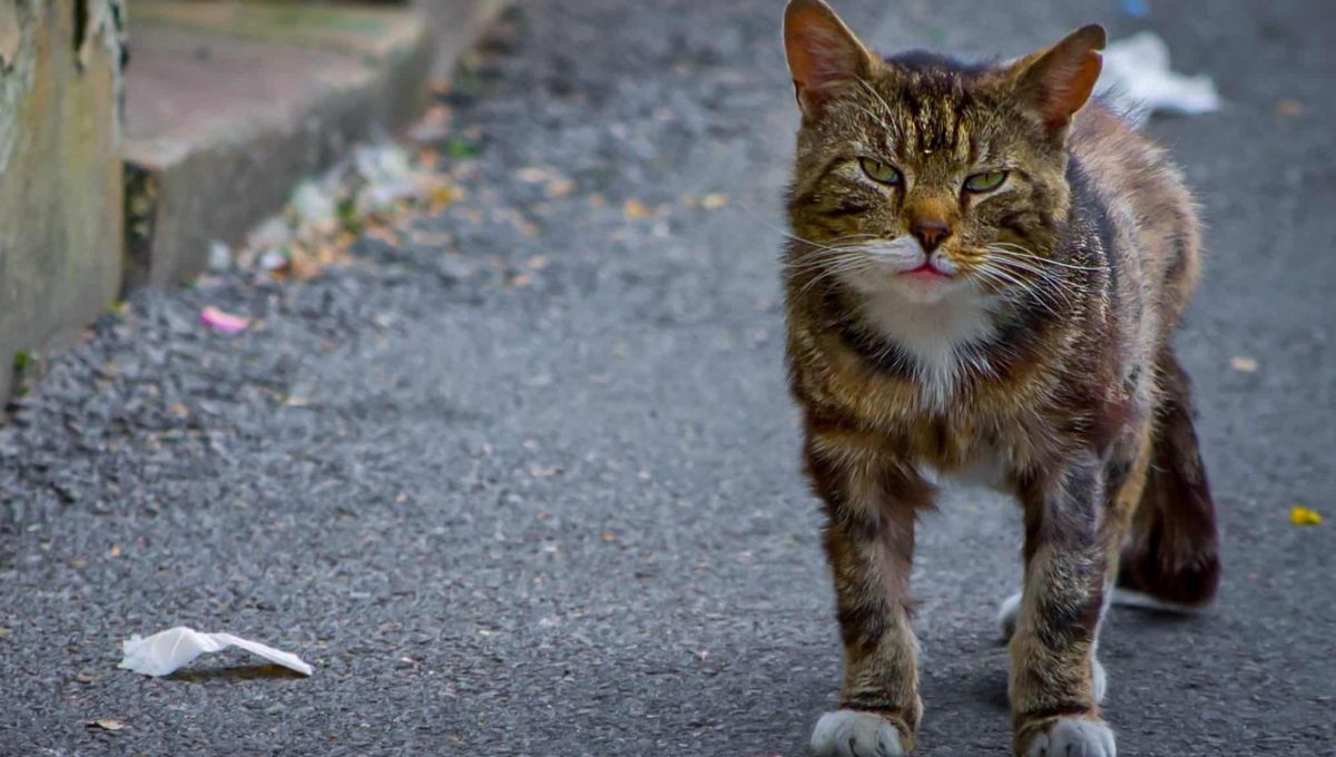 Lyon : Des Chatipis pour protéger les chats errants