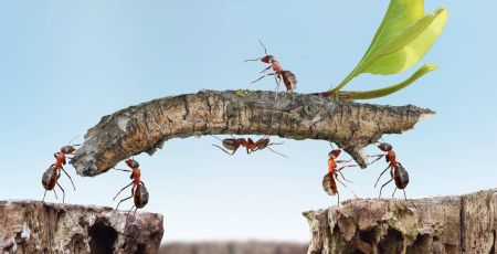 Formidables fourmis : des insectes qui nous inspirent