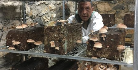 image_champignon_marseille.jpg