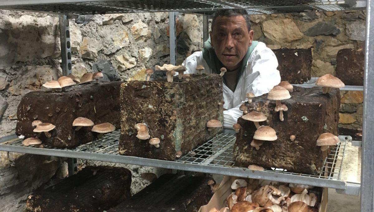 image_champignon_marseille.jpg