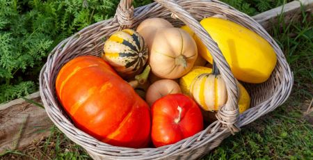image_courges.jpeg