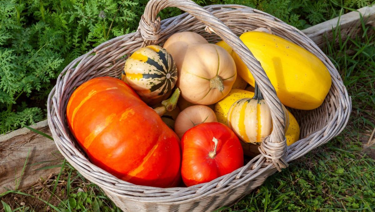 image_courges.jpeg