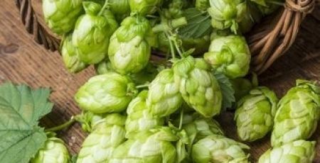 image_houblon__1_.jpeg