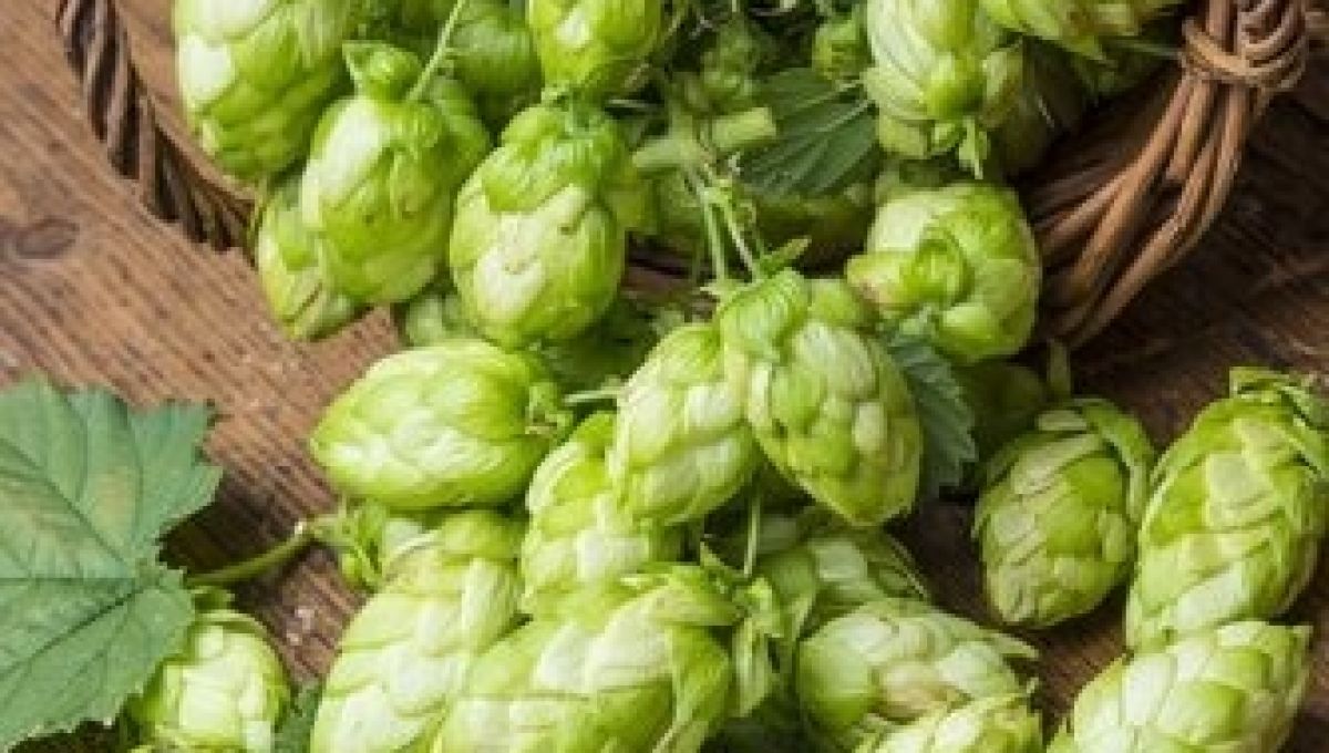 image_houblon__1_.jpeg