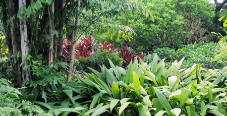 image_jardin_guadeloupe.jpeg