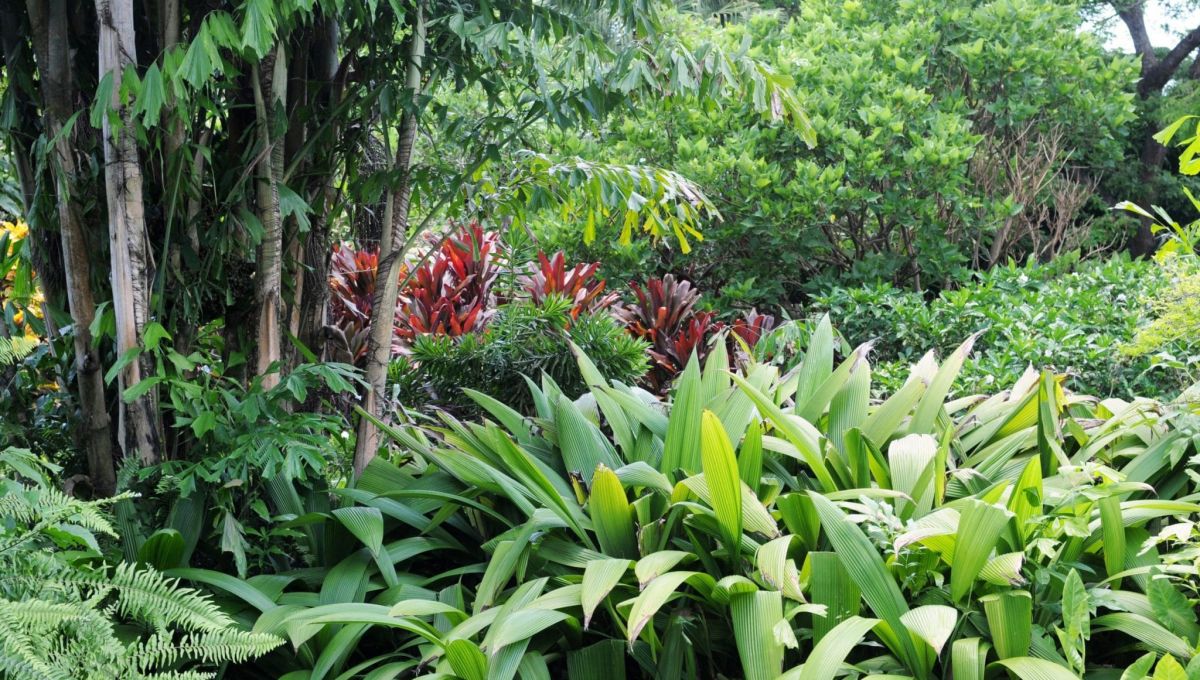 image_jardin_guadeloupe.jpeg
