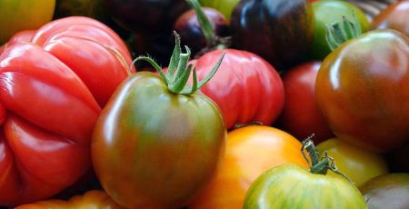 images_tomates.jpeg