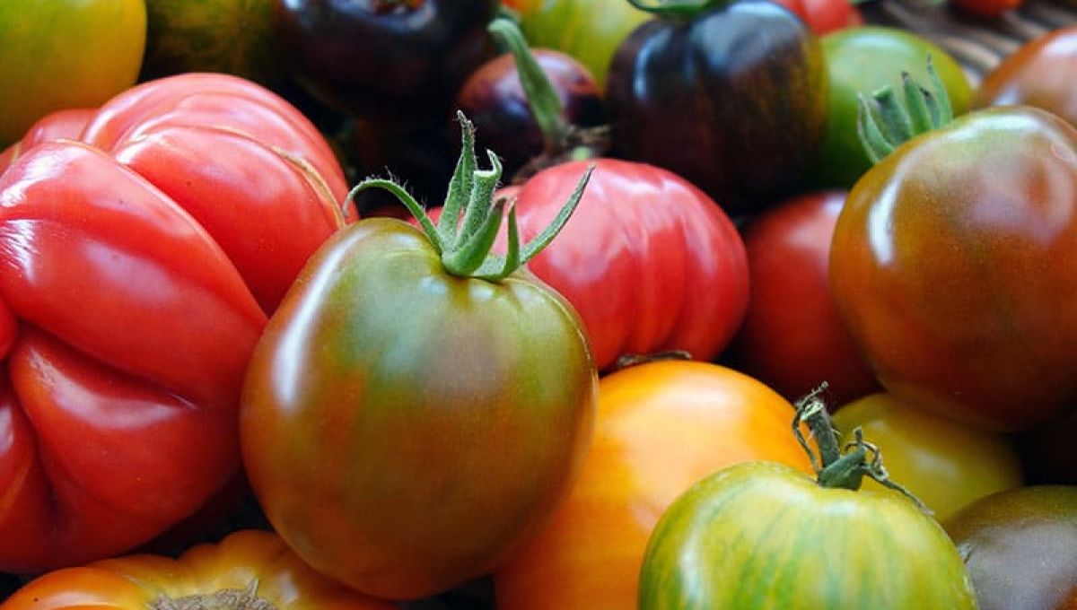 images_tomates.jpeg
