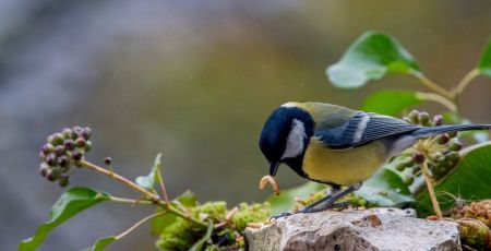 insecte animaux Invers