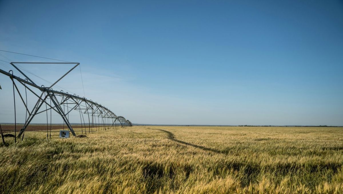 Weenat permet aux agriculteurs de mieux gérer leur irrigation