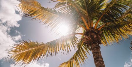 Un rayon de soleil et un palmier