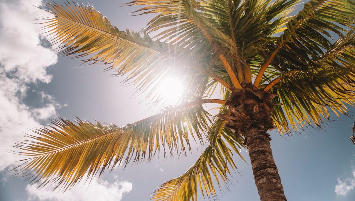 Un rayon de soleil et un palmier