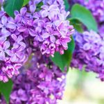 Fleurs de lilas violettes
